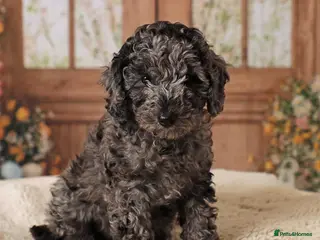 Cavapoochon dogs MERLE CAVAPOOCHON READY 15TH FEB 💕 - Advert 1