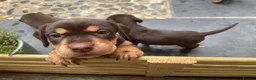 Mixed Breed dogs for sale: BEAUTIFUL LABRADOR X GWP X VIZSLA PUPPIES FOR SALE - Advert 12