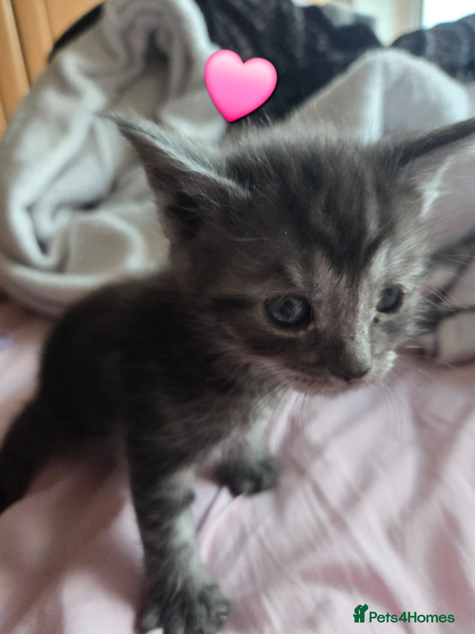 Mixed Breed cats for sale: Stunning kittens British shorthair  x maine coon - Advert 13