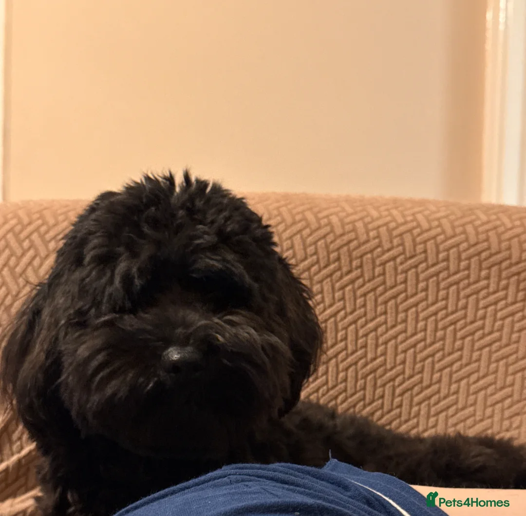 Mixed Breed dogs for sale: Bear the Cockapoo x Border Terrier - Advert 2