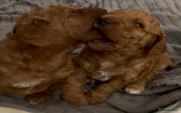 Mixed Breed dogs for sale: Out standing Labradoodle from a loving home  - Image 14