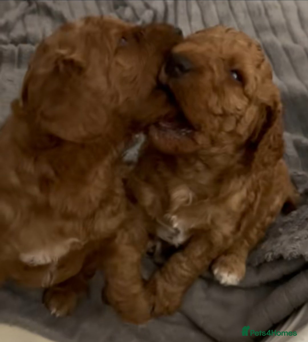 Mixed Breed dogs for sale: Out standing Labradoodle from a loving home  - Image 14