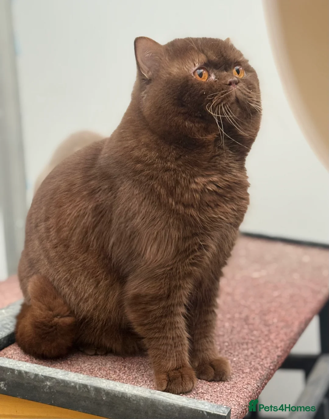 British Shorthair cats for stud: Super important boy Chocolate carrying cinnamon  - Advert 2
