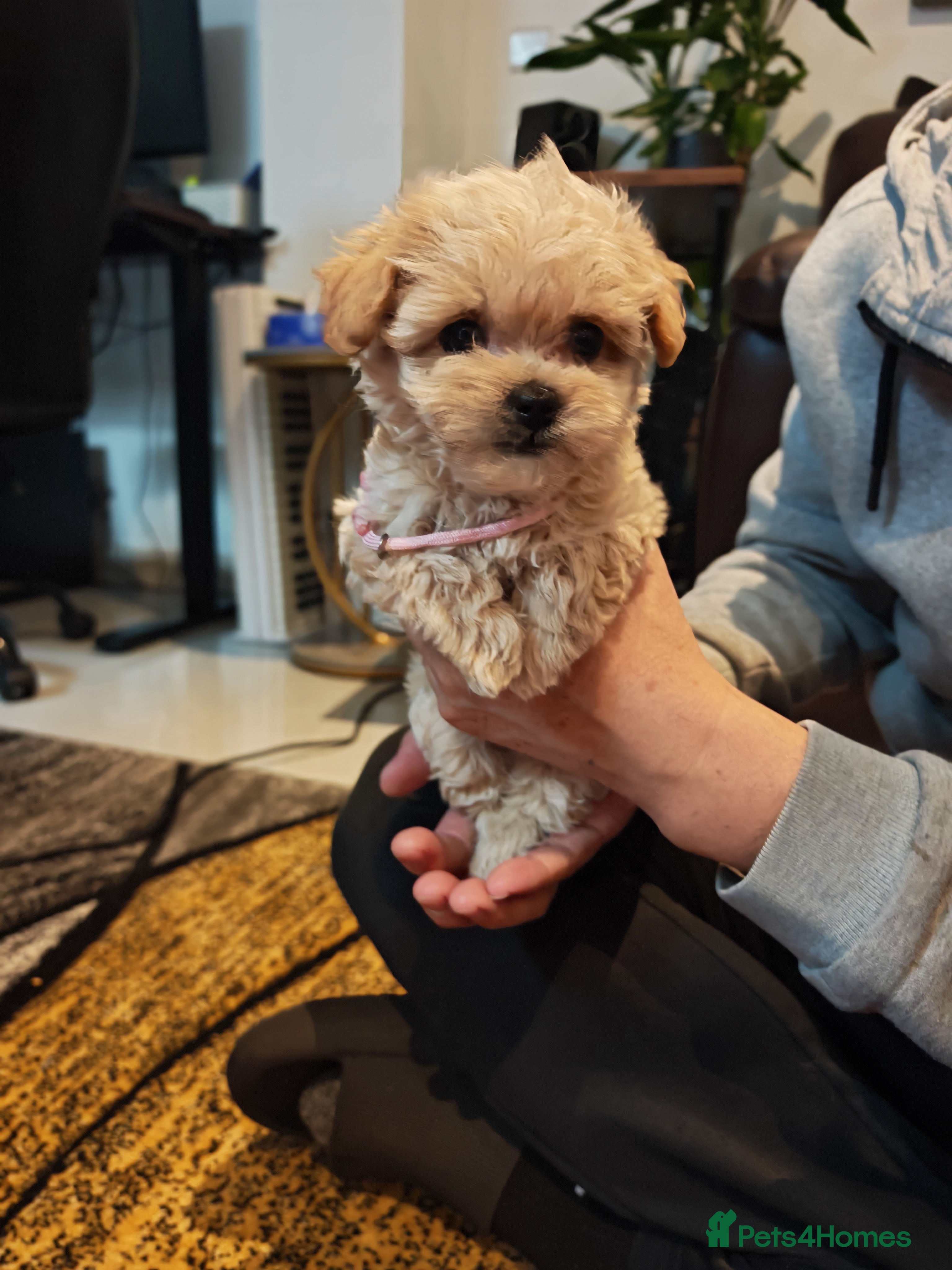 Maltipoo dogs for sale: Tiny Maltipoo F1 KC Parents Extensively DNA Clear  - Advert 2