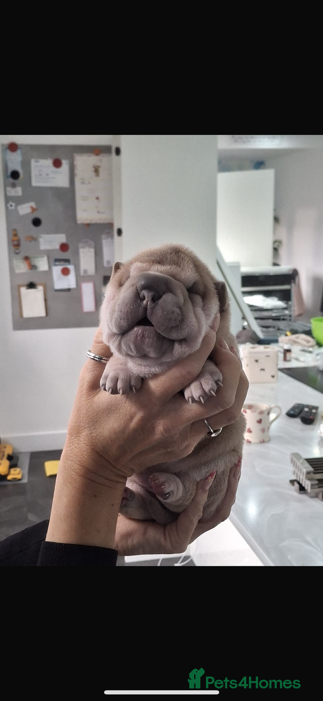 Shar Pei dogs for sale: Shar pei puppies  - Advert 12