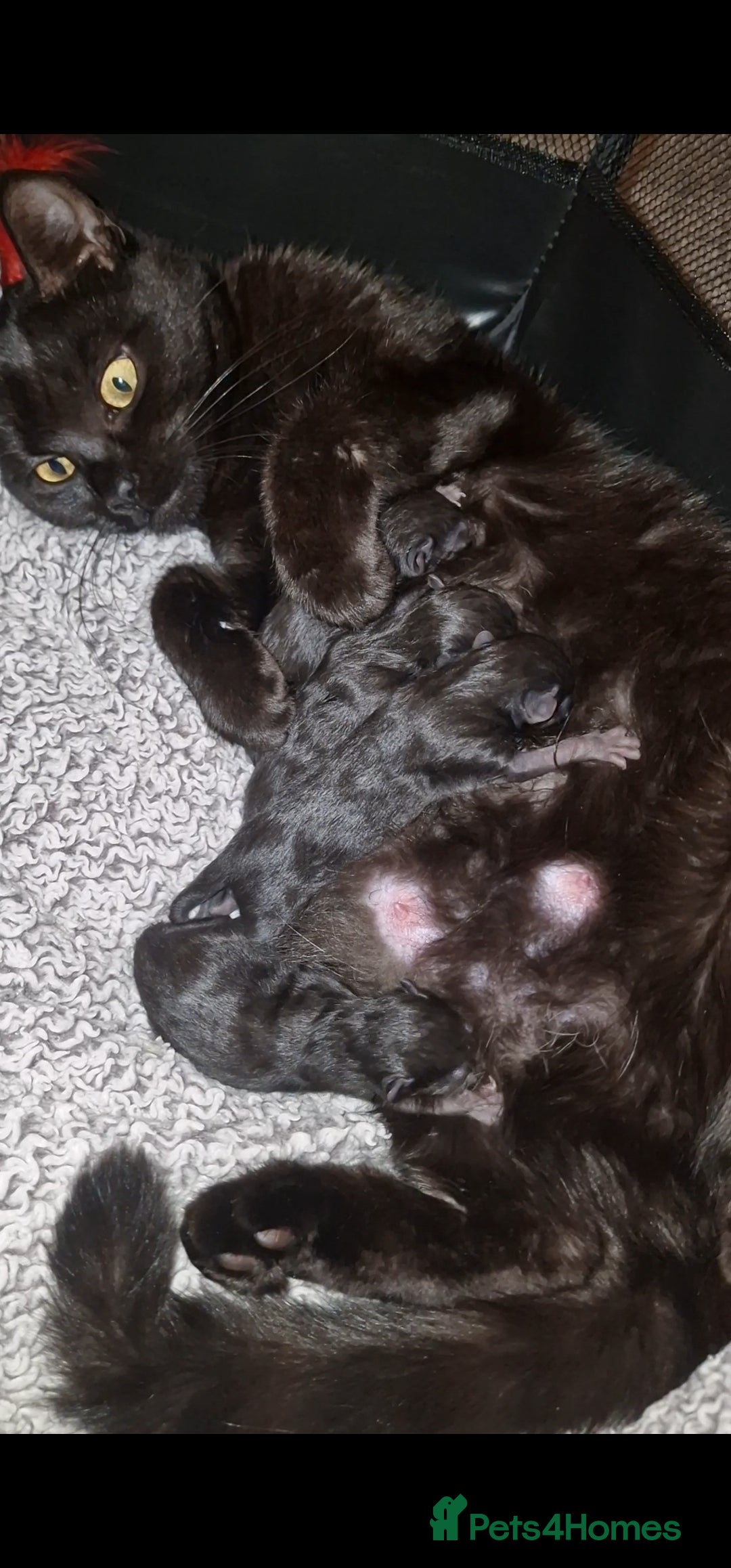 British Shorthair cats for sale: British shorthair x tabby kittens - Advert 9