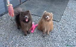 Pomsky dogs for sale: Rare lilac/tan tiny toysize Pomsky puppies - Image 15