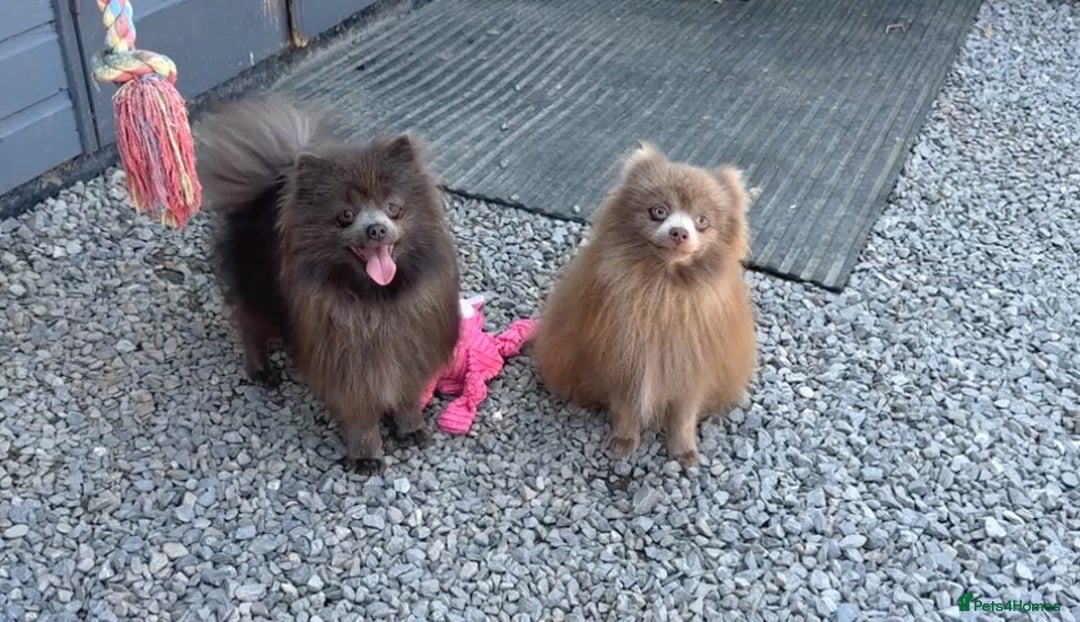 Pomsky dogs for sale: Rare lilac/tan tiny toysize Pomsky puppies - Image 15