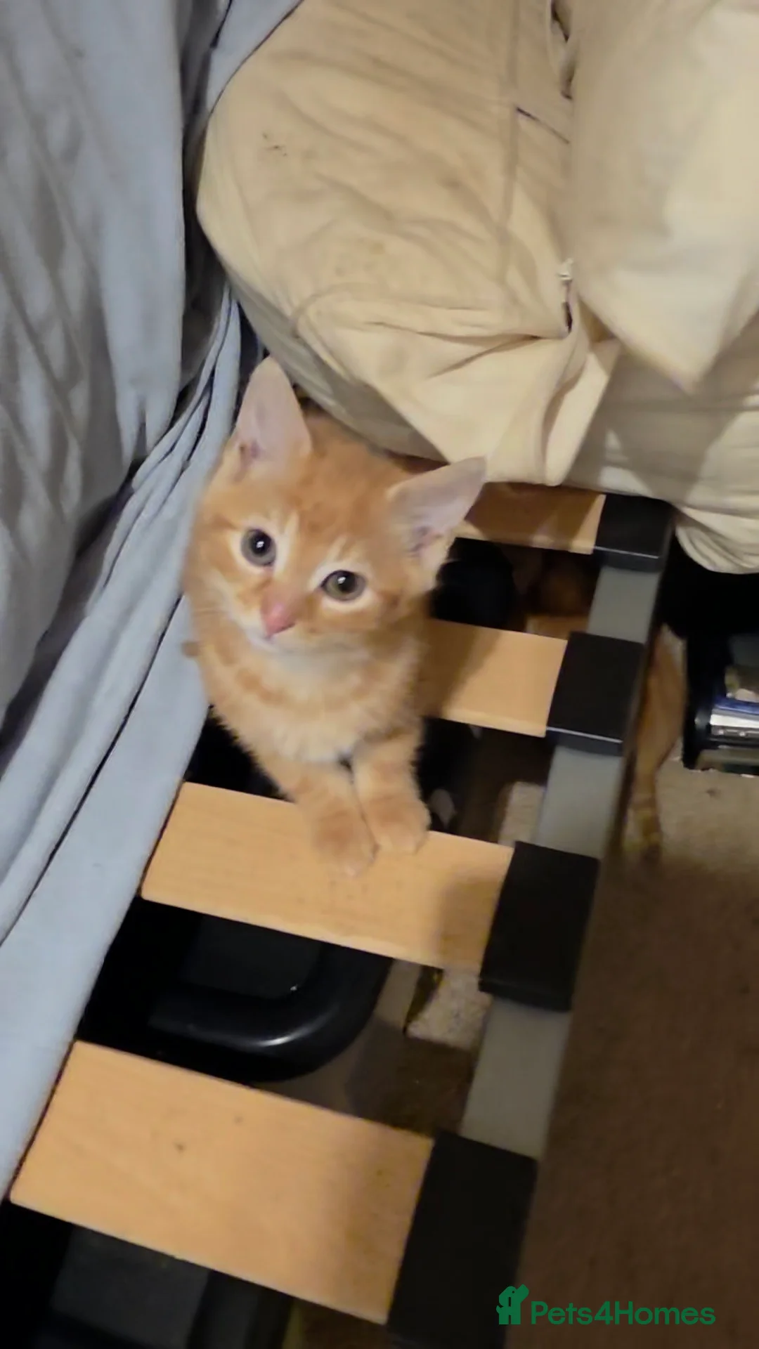 Mixed Breed cats for sale: Playful ginger boys  - Advert 3