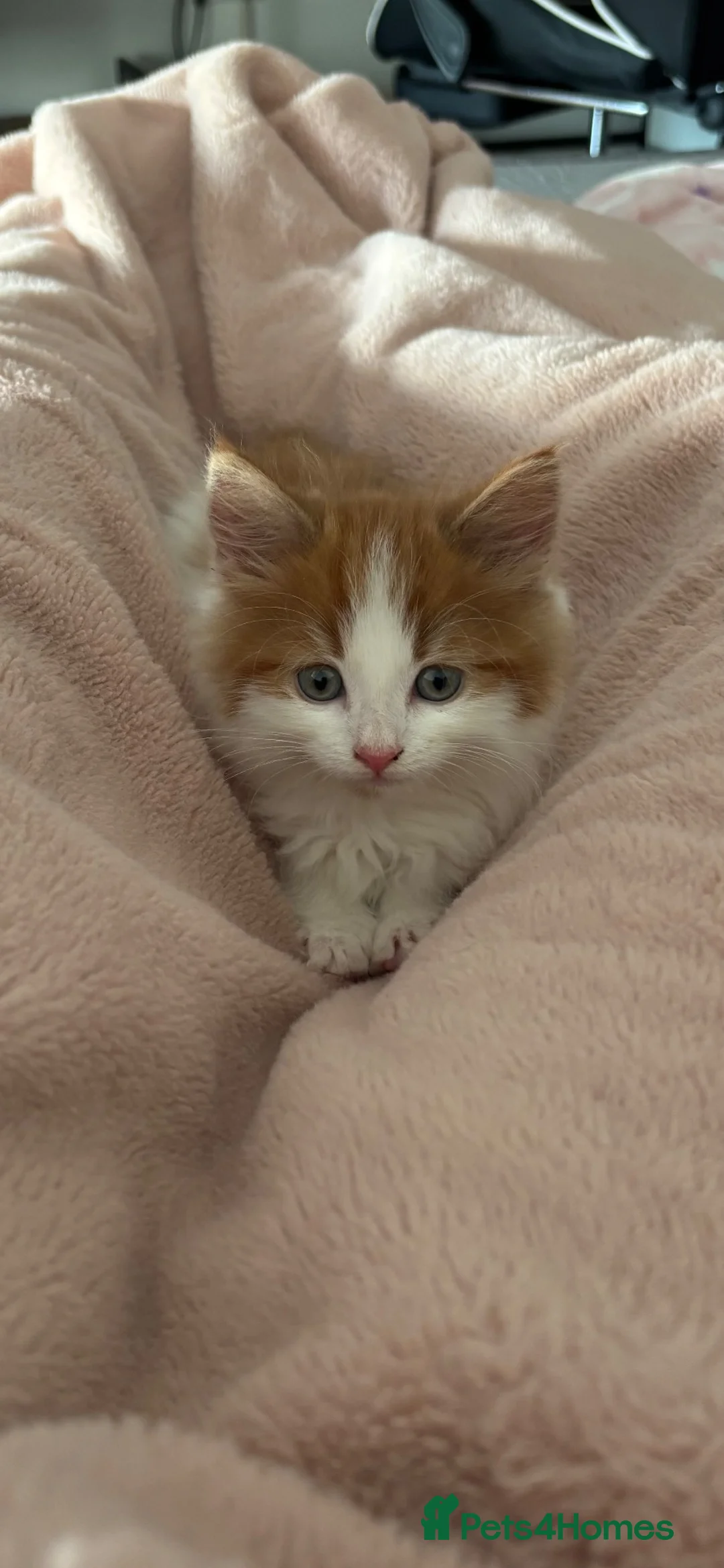 British Longhair cats for sale: 8 week old male kitten in Cambridge - Advert 2