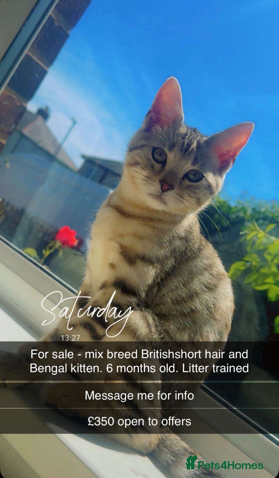 Mixed Breed cats Cute mix breed British shorthair x Bengal kitten - Advert 1