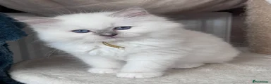 Ragdoll 3