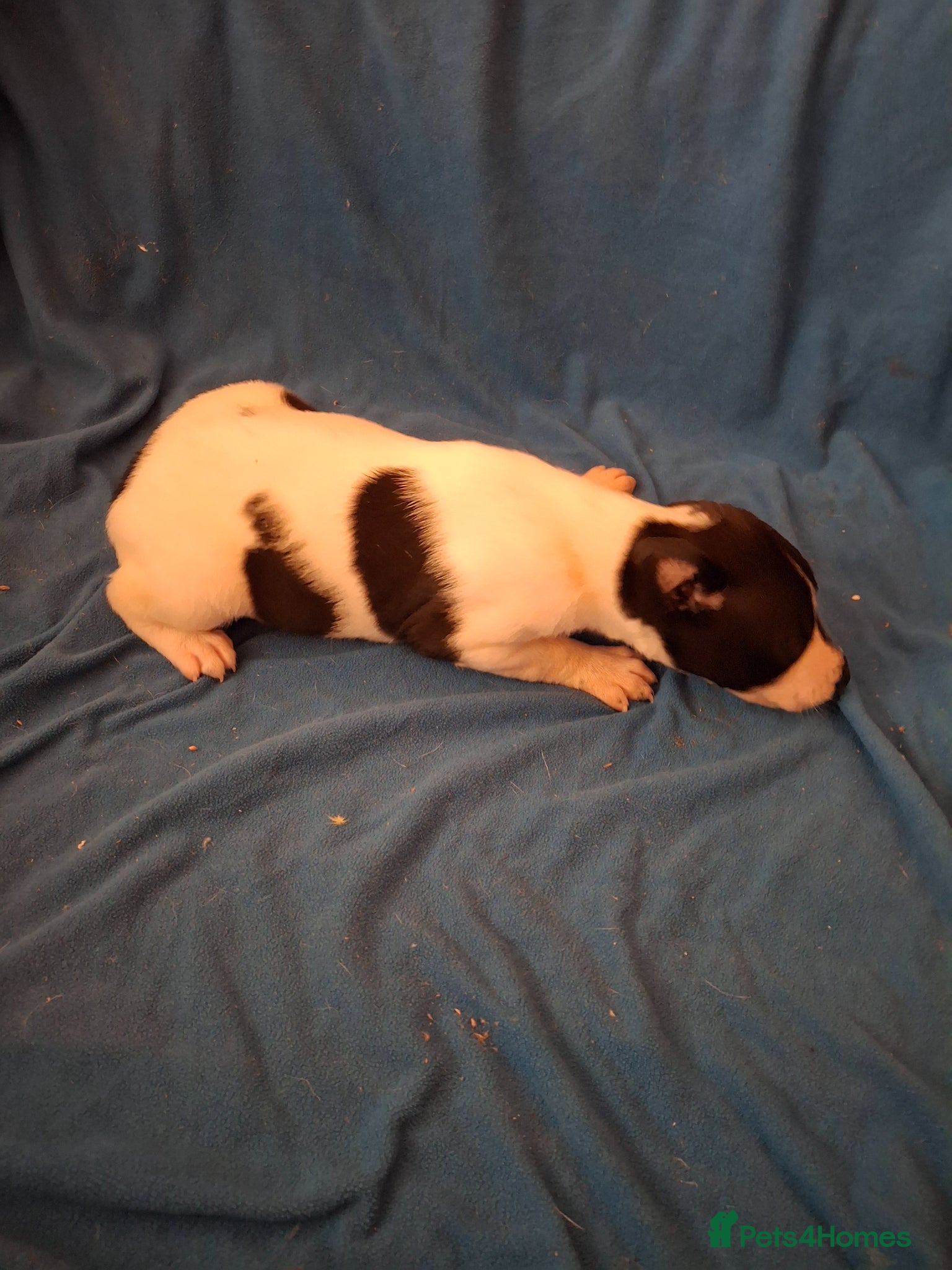 Whippet dogs for sale: KC REGISTERED WHIPPETS  - Advert 3