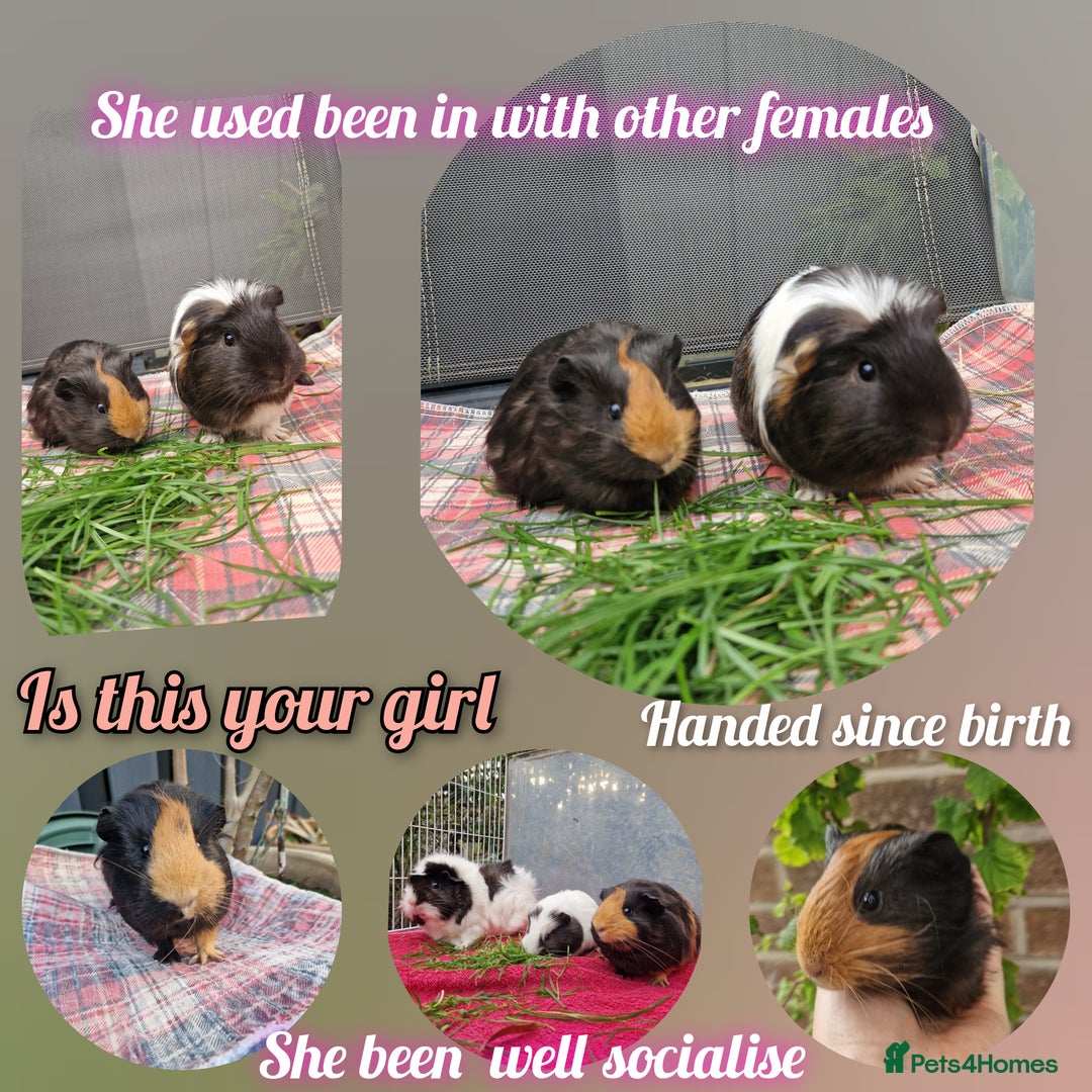 Guinea Pig rodents for sale: Beautful female guineapig  - Advert 3