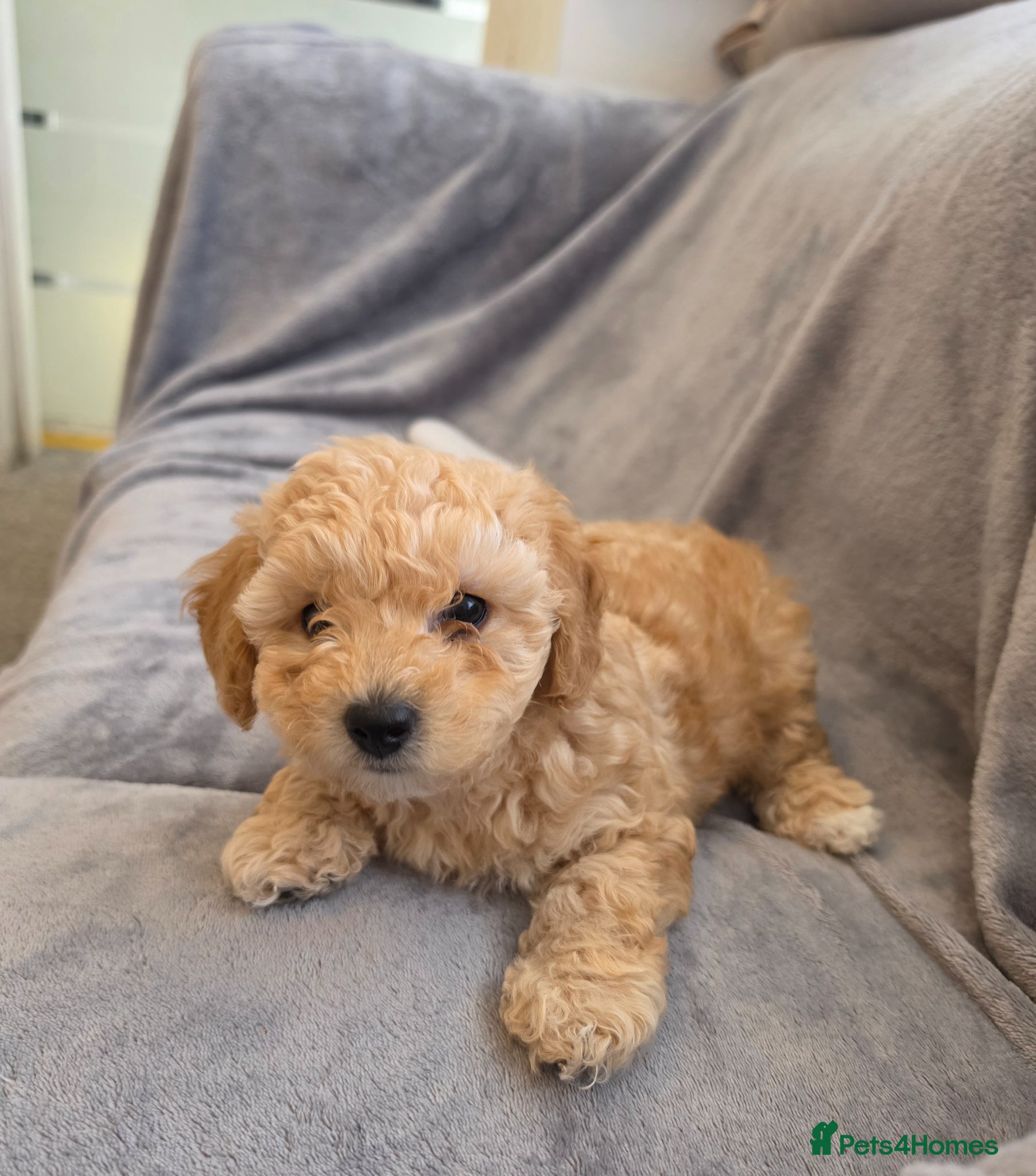 Maltipoo dogs 🐶1 beautiful maltipoo girl left🐶 ready Thursday - Advert 11