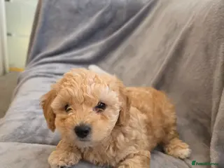 Maltipoo dogs 🐶1 beautiful maltipoo girl left🐶 ready Thursday - Advert 2