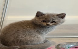British Shorthair cats for sale: Beautiful Tica Registered Kittens  - Image 11