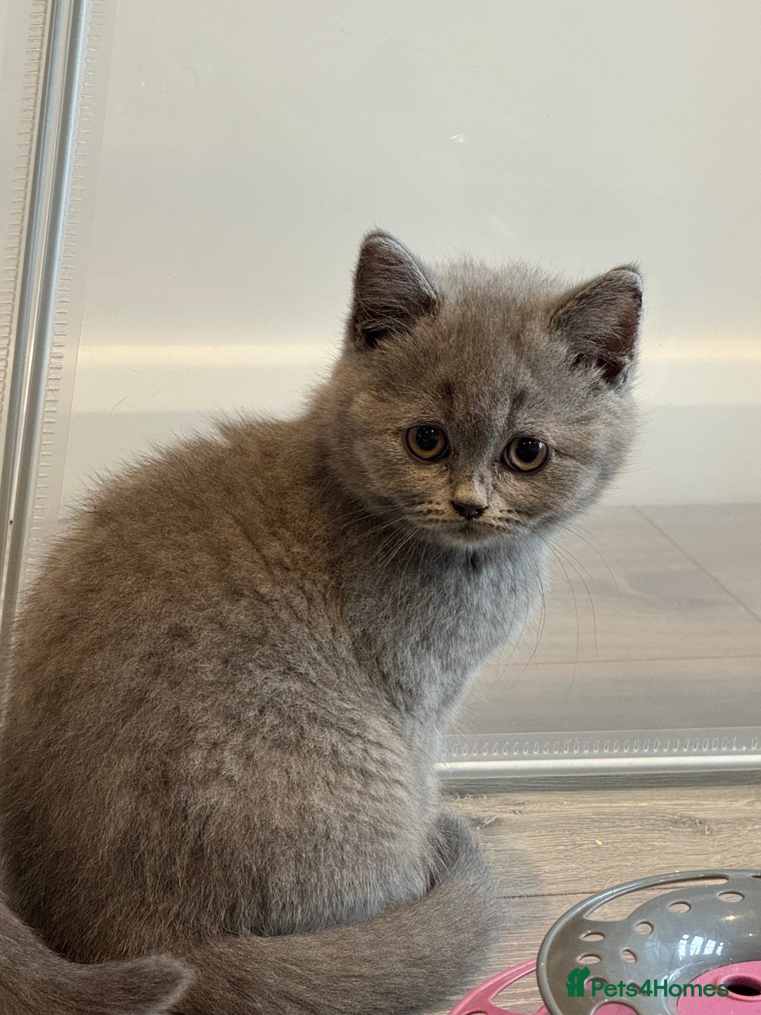 British Shorthair cats for sale: Beautiful Tica Registered Kittens  - Image 11