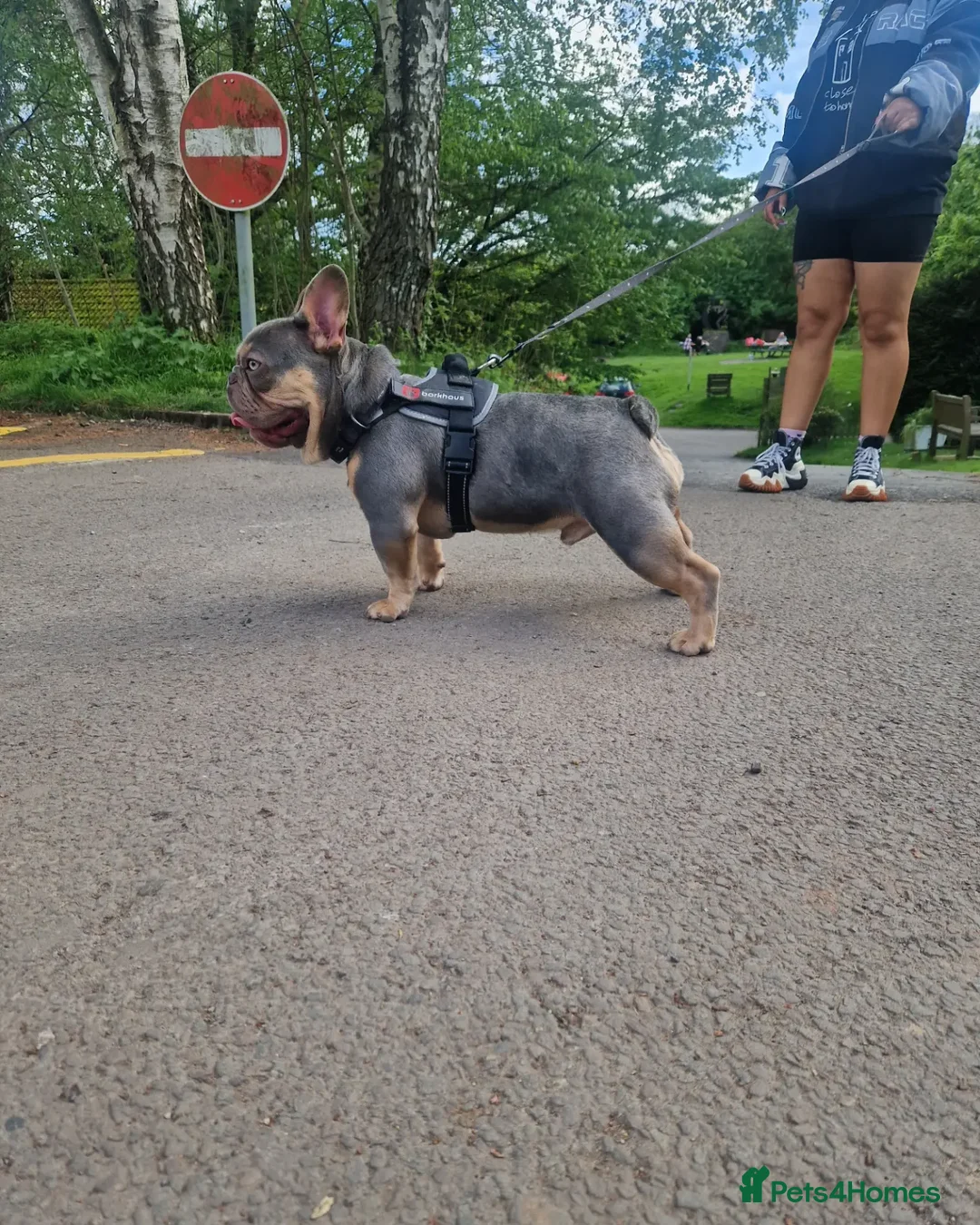 French Bulldog dogs for stud: ** ROGUEROYALES STUD ZIGGY ** in Wolverhampton - Advert 6
