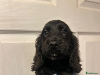 Cocker Spaniel dogs Cute cocker spaniels LAST 2 - Advert 1