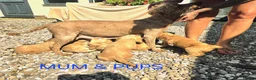 Cockapoo dogs for sale: Hereditary Clear F1 Cockapoos in Doncaster - Advert 12