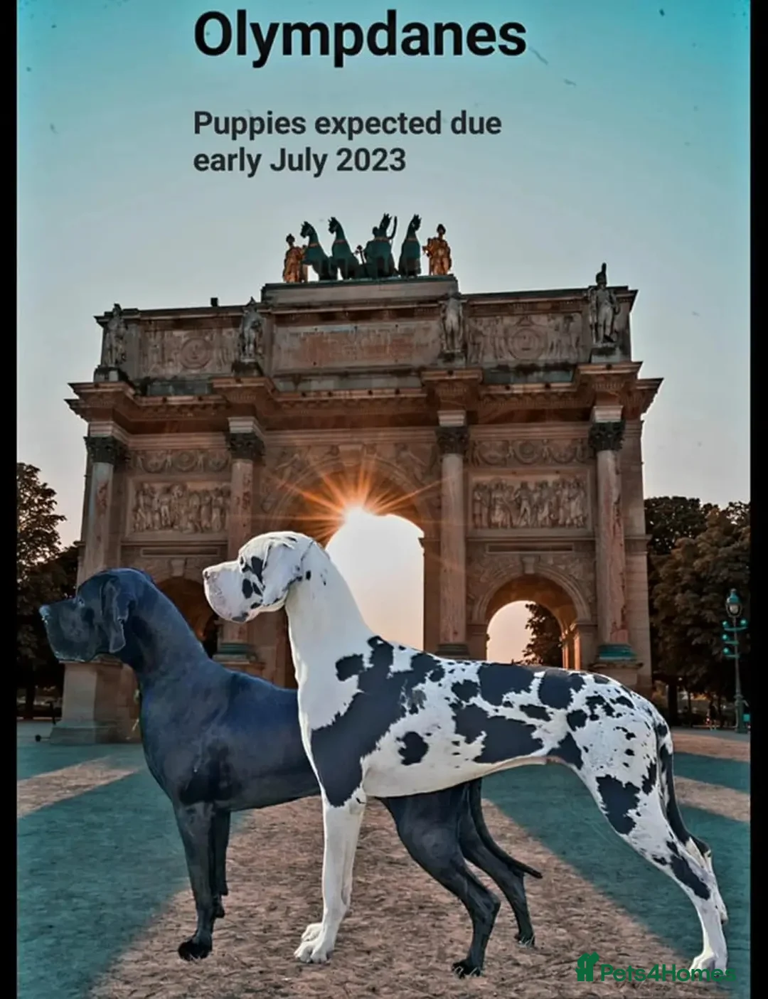 Great Dane dogs for stud: Great Dane for Stud in Bathgate - Advert 24