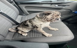 Pug dogs for sale: Beautiful female Pug - Image 3