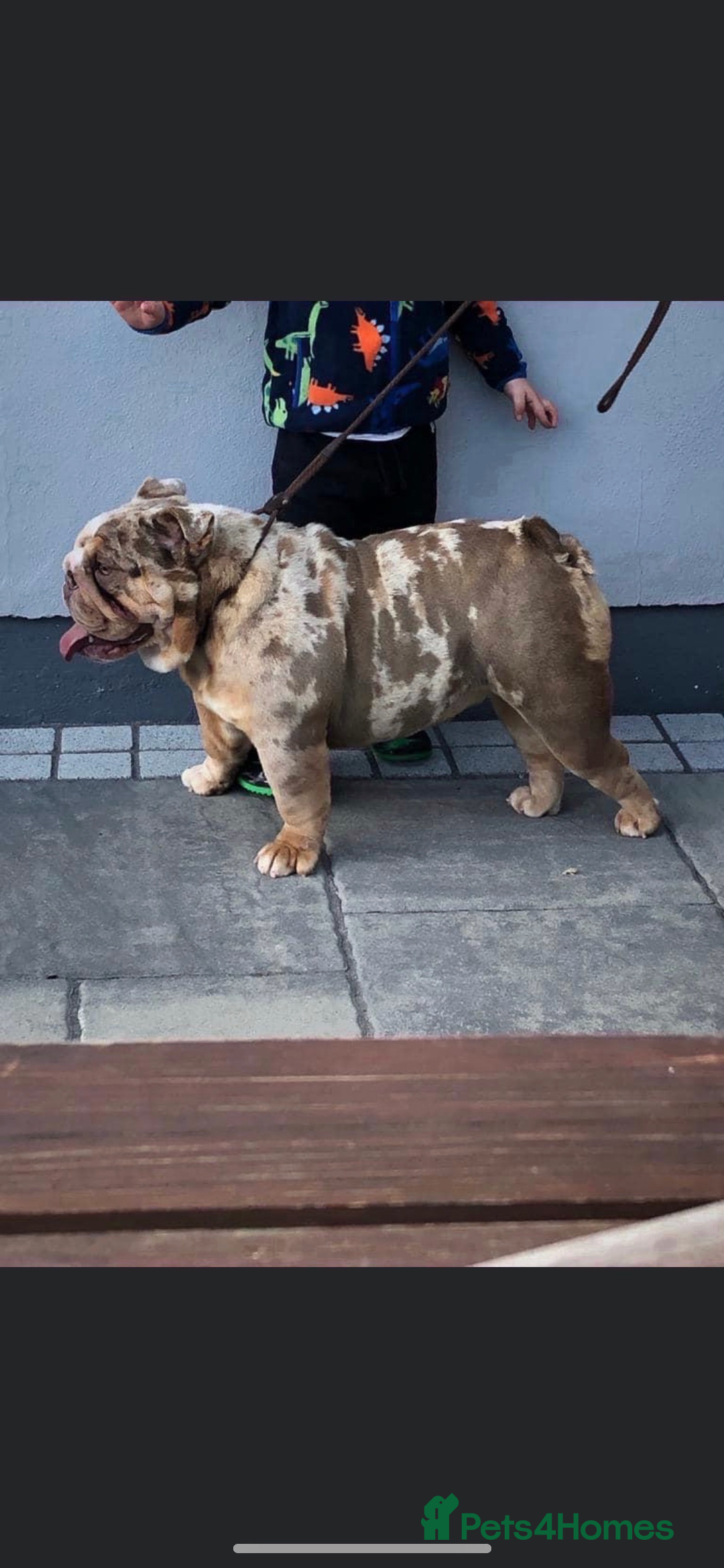English Bulldog dogs for sale: English bulldog puppy Merle female  - Image 5
