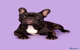 French Bulldog dogs for stud: KC SILVER HEALTH TESTED CRUFTS QUALIFIED STUD - Image 8