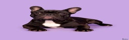 French Bulldog dogs for stud: KC SILVER HEALTH TESTED CRUFTS QUALIFIED STUD - Advert 8