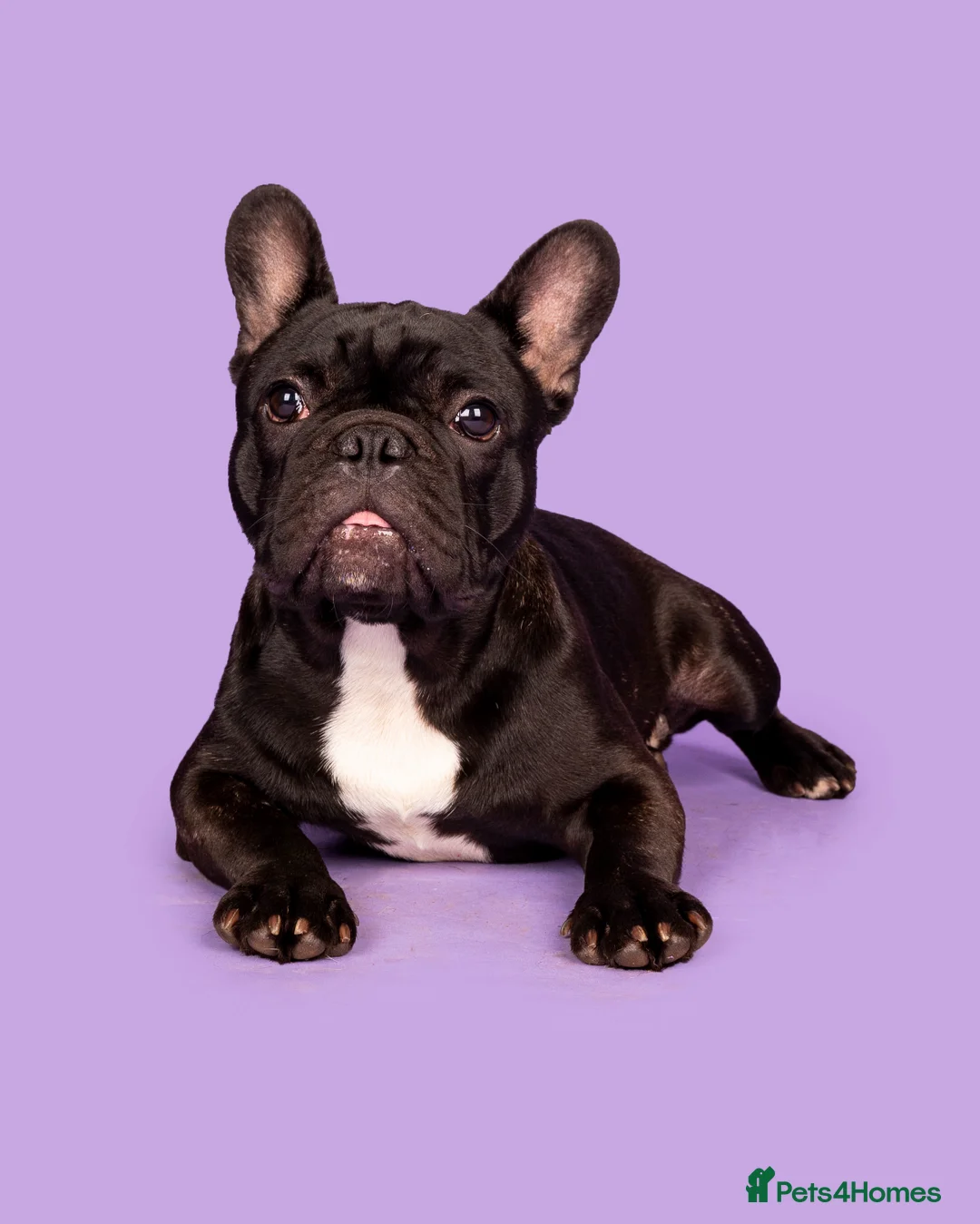 French Bulldog dogs for stud: KC SILVER HEALTH TESTED CRUFTS QUALIFIED STUD - Advert 8