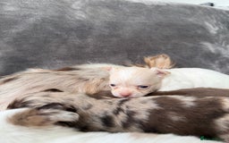 Chihuahua dogs for sale: Long hair chihuahua puppies  - Image 34
