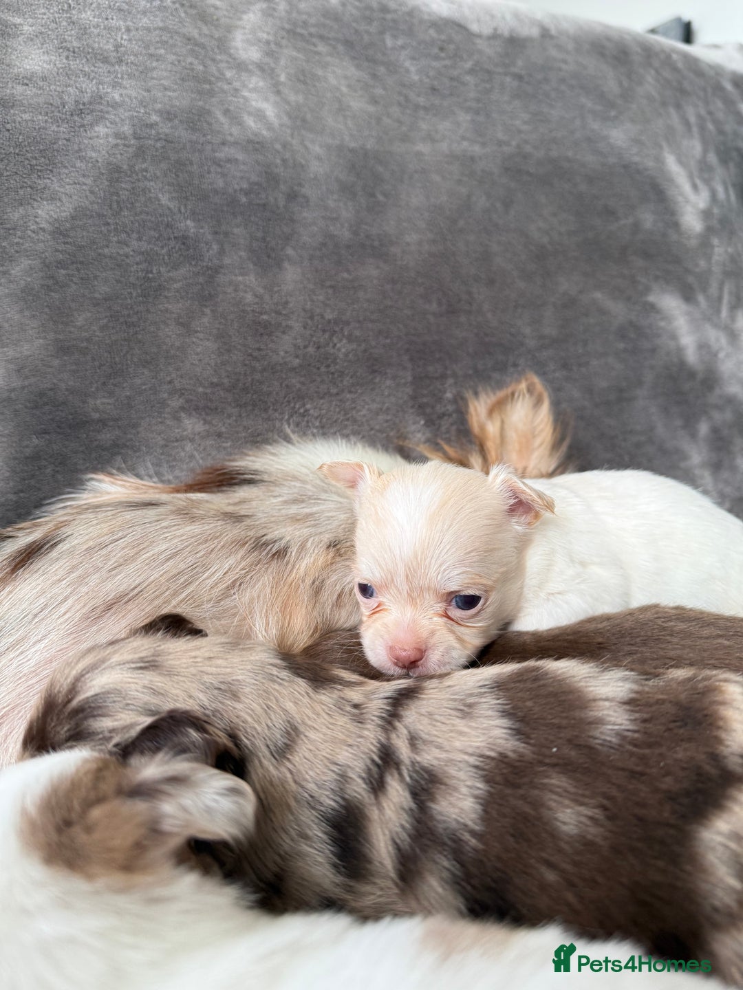Chihuahua dogs for sale: Long hair chihuahua puppies  - Image 34