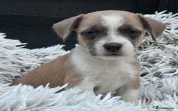 Mixed Breed dogs for sale: Stunning chunky Jack Russell x puppies, ready fri - Image 4