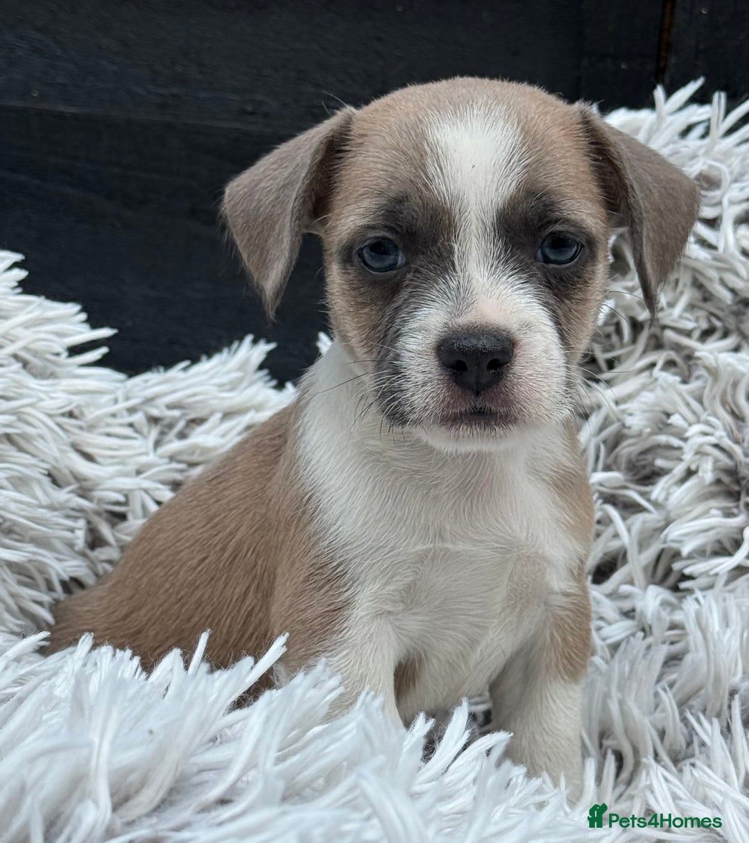 Mixed Breed dogs for sale: Stunning chunky Jack Russell x puppies, ready fri - Image 4