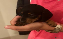 Dachshund dogs for sale: Mini  - Image 15