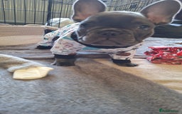 French Bulldog dogs for sale: Male french bulldog - Image 2