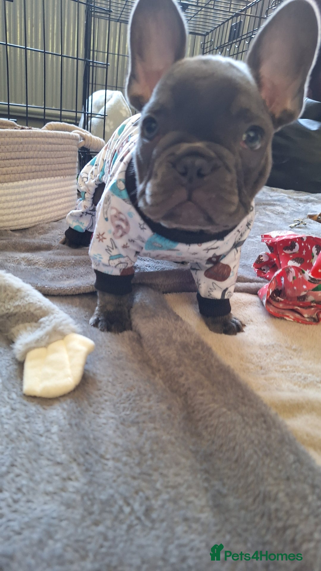 French Bulldog dogs for sale: Male french bulldog - Image 2