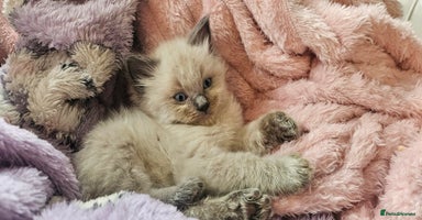 Ragdoll cats - Advert 13