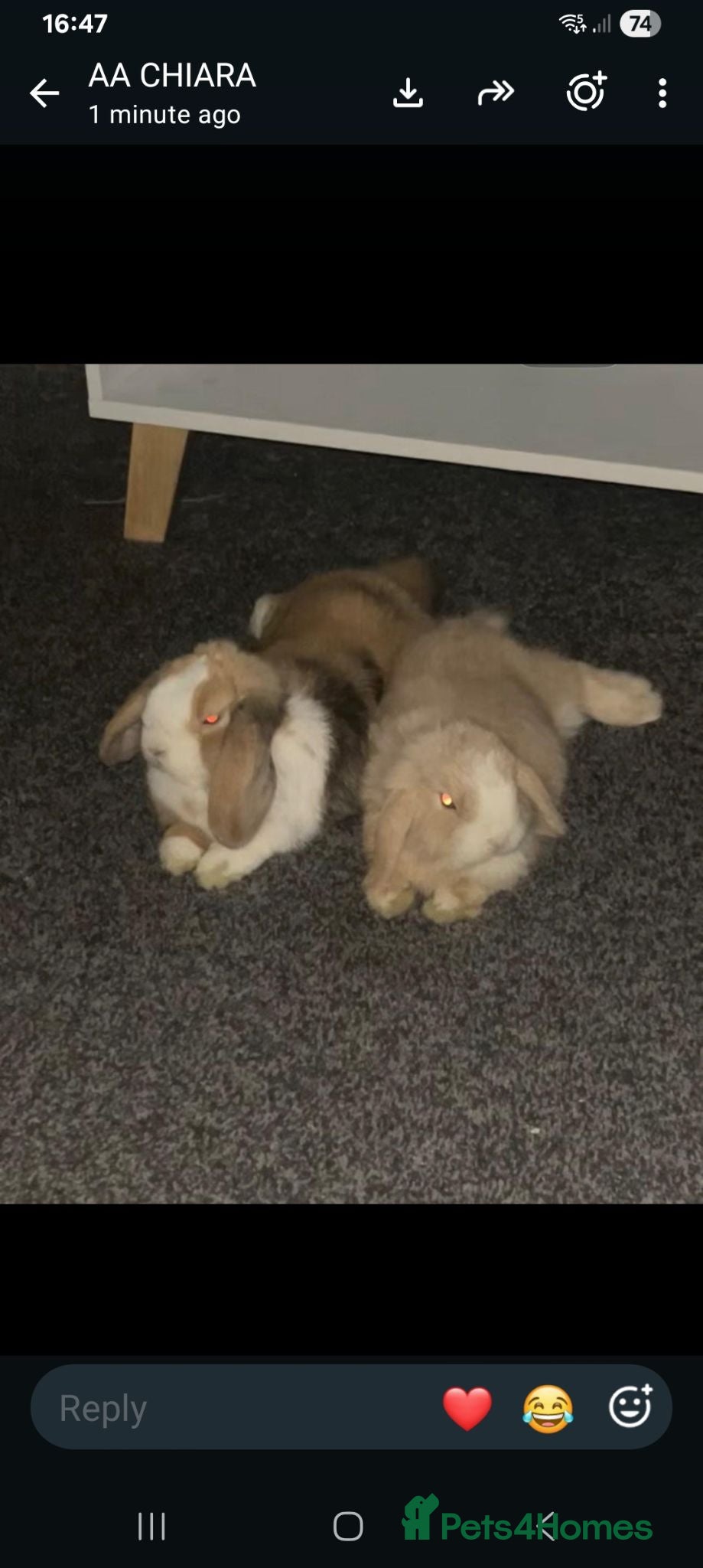 Mini Lop rabbits Lola and coco - Advert 2