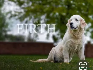 Golden Retriever dogs Stunning white golden retriever puppies - Advert 4