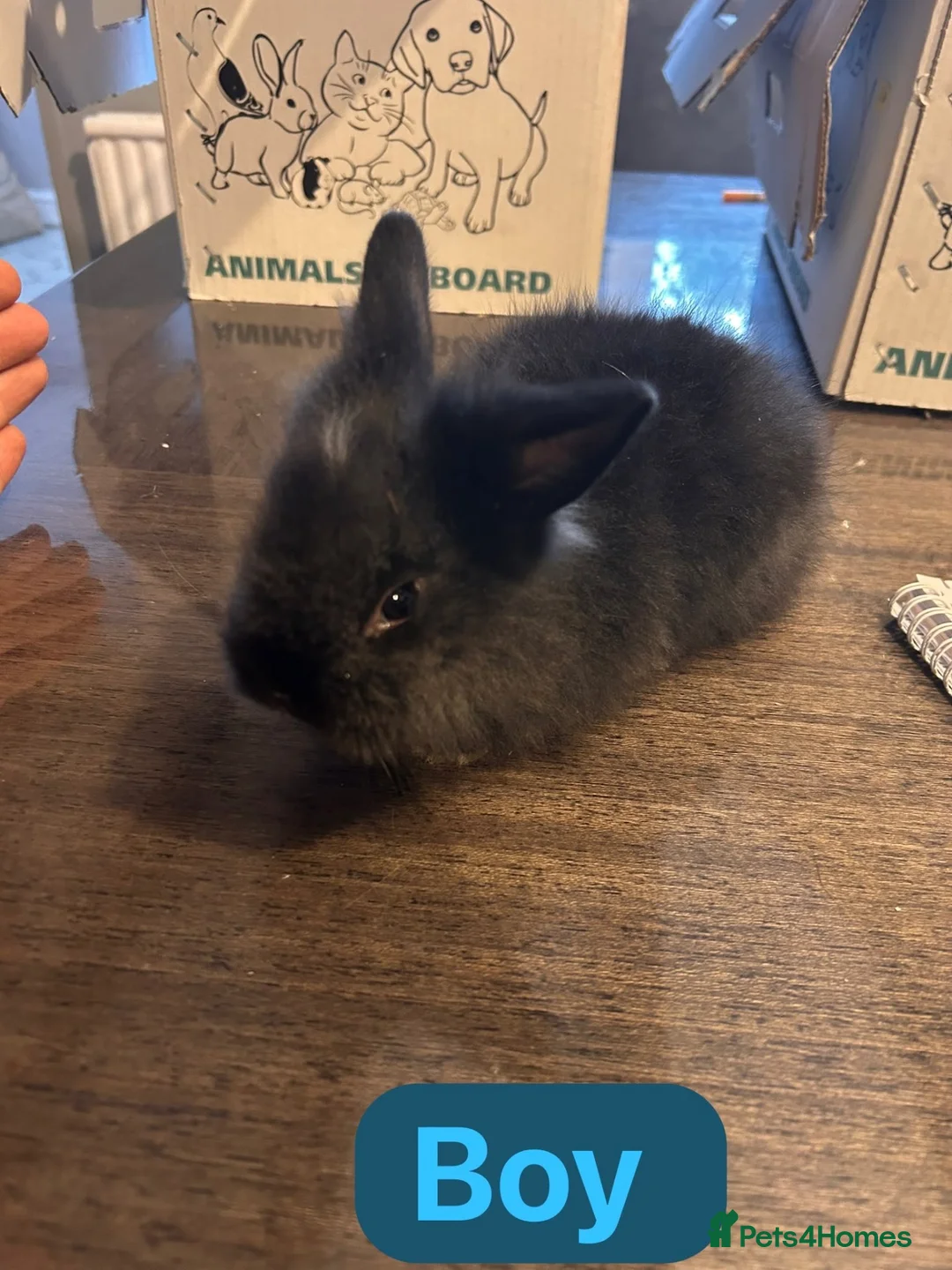 Mixed Breed rabbits for sale: Baby rabbits ready now  - Advert 2