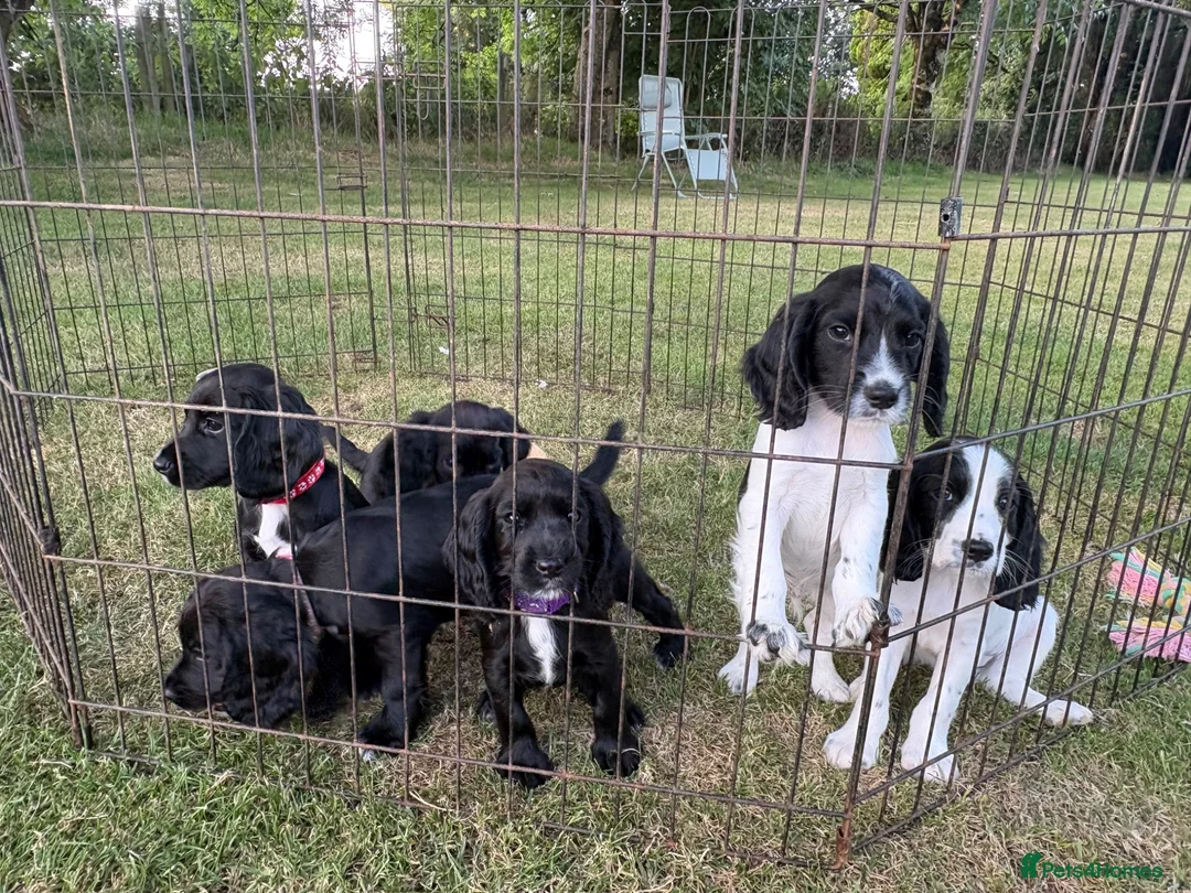 Cocker Spaniel dogs for sale: Ready now! Final boy remains  - Advert 1