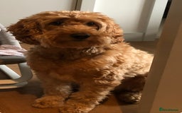 Cockapoo dogs for sale: Dog for adoption - Image 2