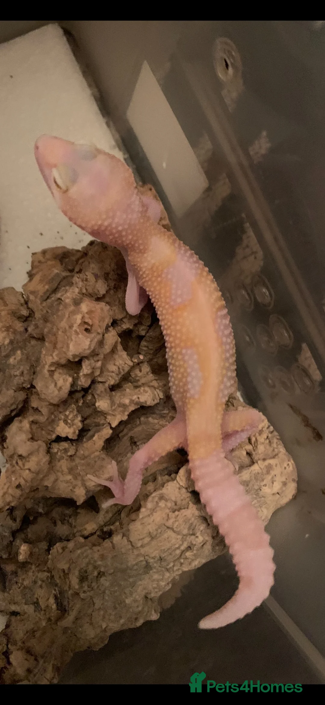 Leopard Gecko reptiles for sale: Albino leopard geckos cb26 - Advert 7