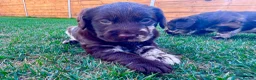 Labradoodle dogs for sale: Beautiful Chocolate Labradoodle Babies 🐾🐾🐾 - Advert 4