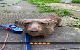 Miniature Dachshund dogs for sale: Miniature dachshund for sale!!!  - Image 4