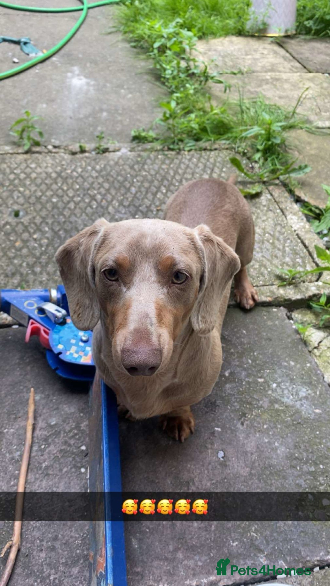 Miniature Dachshund dogs for sale: Miniature dachshund for sale!!!  - Image 4