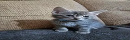 Mixed Breed cats for sale: Adorable Grey kittens for sale  - Advert 12