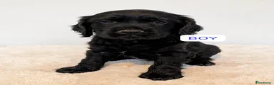 Cocker Spaniel 3